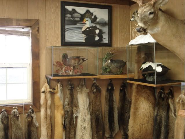 Taxidermy Shop Of The Week