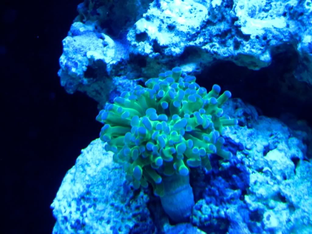 frogspawn1 - Pinch of Green Photo Contest - sponsored by AquaticLife