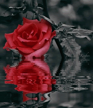 rose in black
