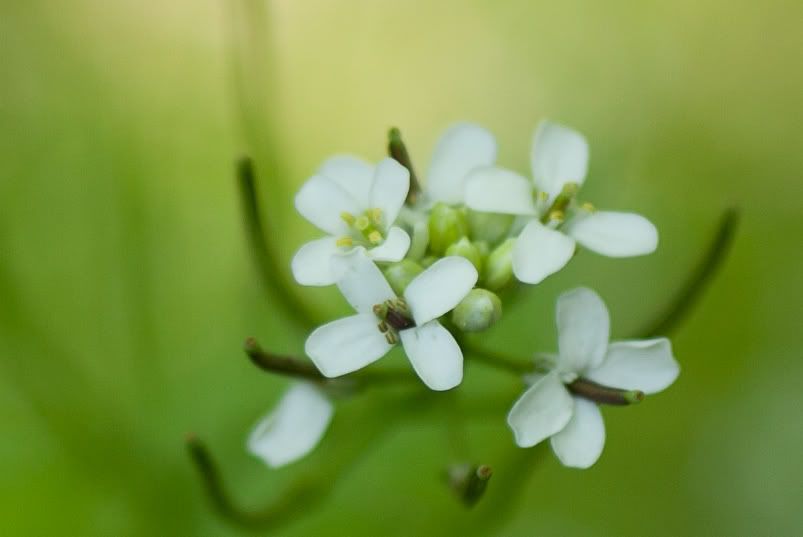 IMAGE: http://i1141.photobucket.com/albums/n581/noisejammer/_MG_7138.jpg