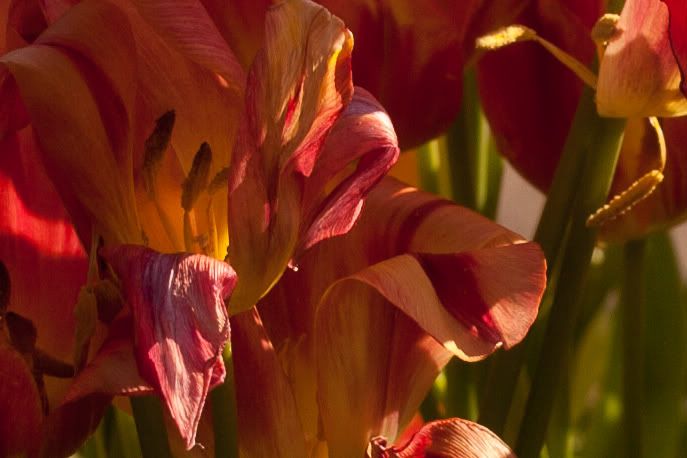 IMAGE: http://i1141.photobucket.com/albums/n581/noisejammer/_MG_7213.jpg