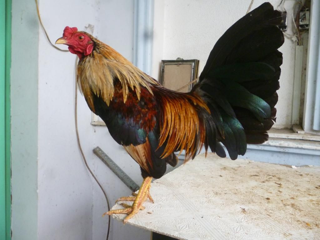 Q8 gà tre lai và tre peru đá tiền có clip xổ - 12