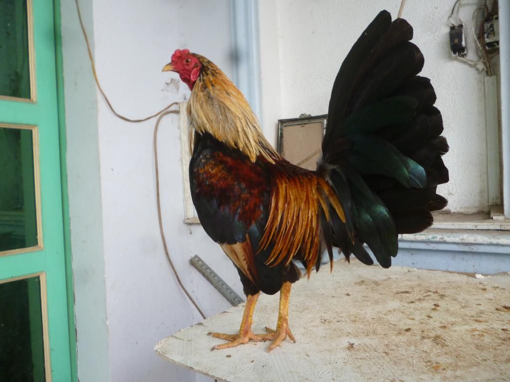 Q8 gà tre lai và tre peru đá tiền có clip xổ - 11