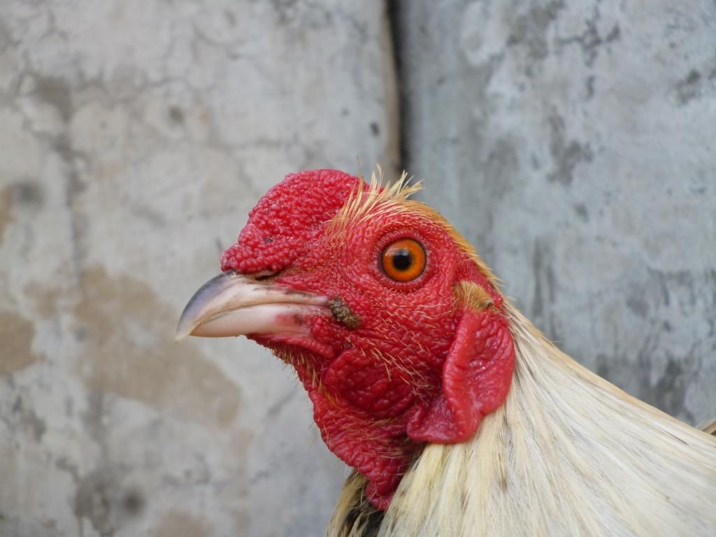 Q8 gà tre đá tiền có clip xổ - 4