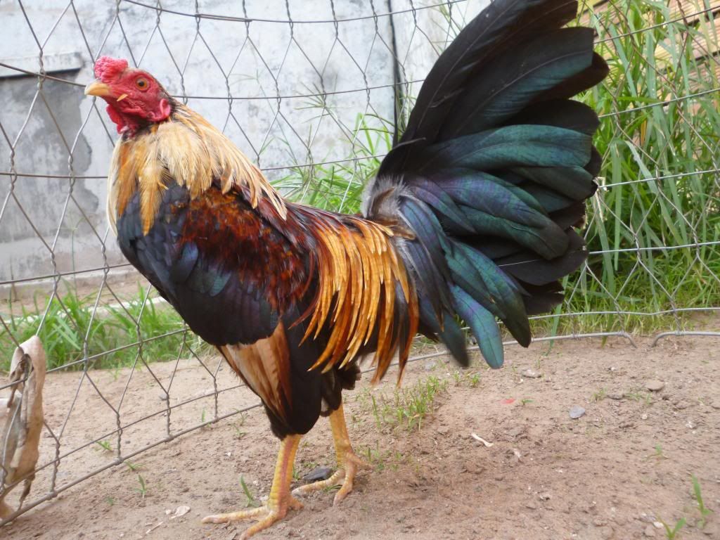 Q8 gà tre lai và tre peru đá tiền có clip xổ - 10