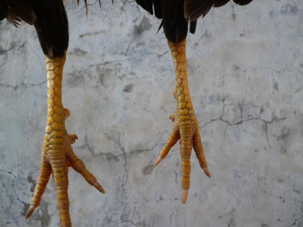 Q8 gà tre lai và tre peru đá tiền có clip xổ - 13