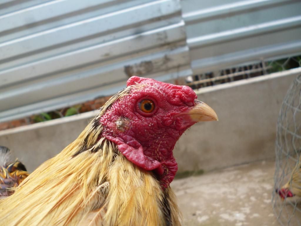 Thanh lý mớ gà tre nòi bổn zin và có thành tích do công an hỏi thăm - 18