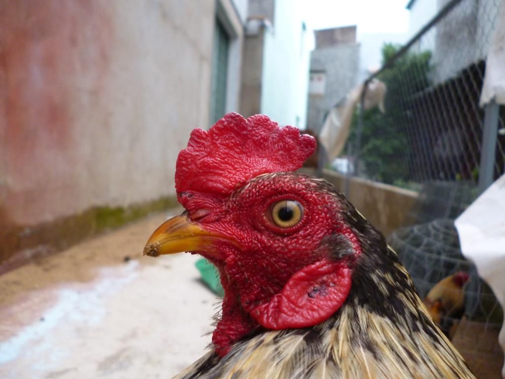 Thanh lý mớ gà tre nòi bổn zin và có thành tích do công an hỏi thăm - 5