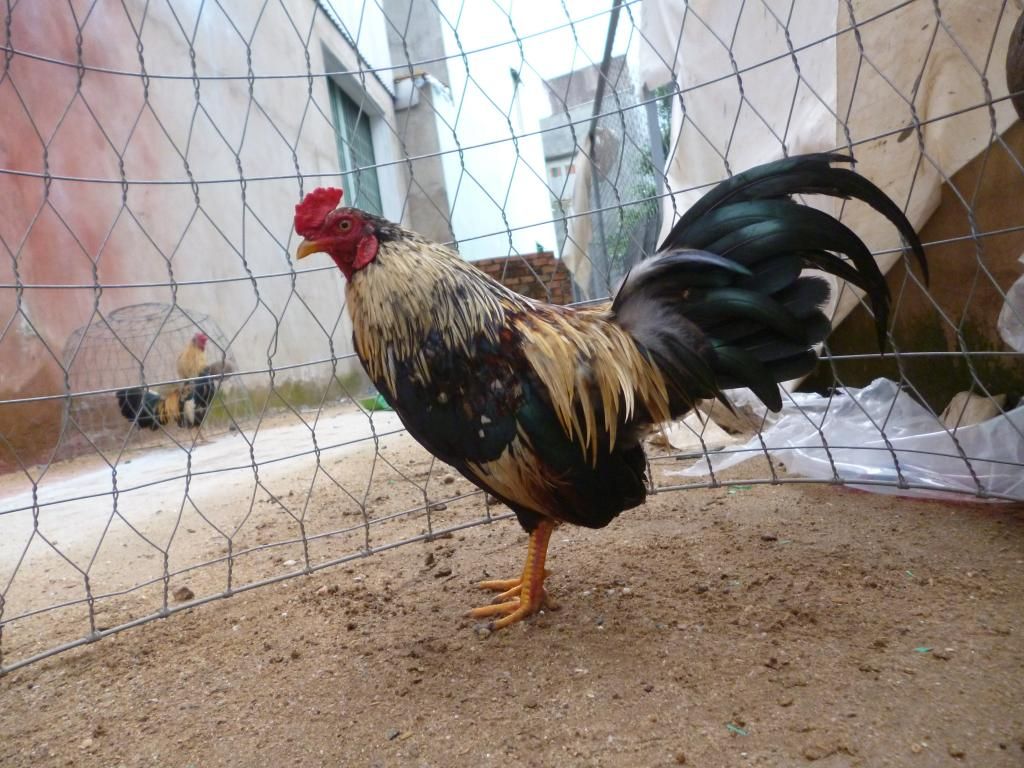 Thanh lý mớ gà tre nòi bổn zin và có thành tích do công an hỏi thăm - 3