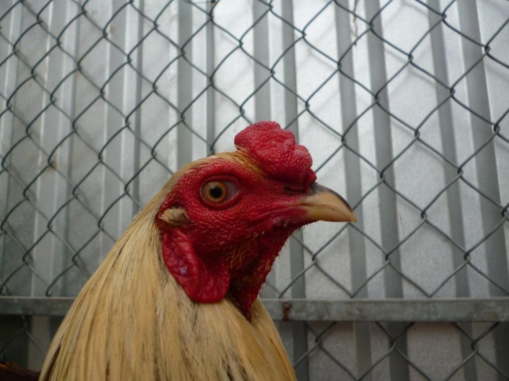 Thanh lý mớ gà tre nòi bổn zin và có thành tích do công an hỏi thăm - 25