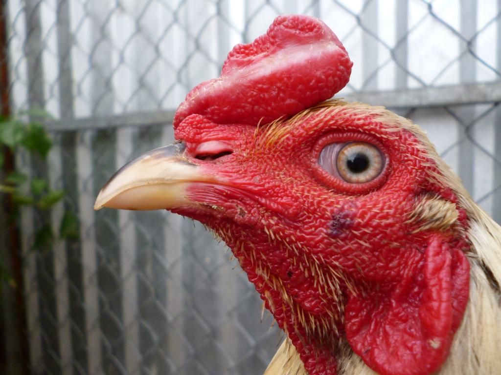 Thanh lý mớ gà tre nòi bổn zin và có thành tích do công an hỏi thăm - 26