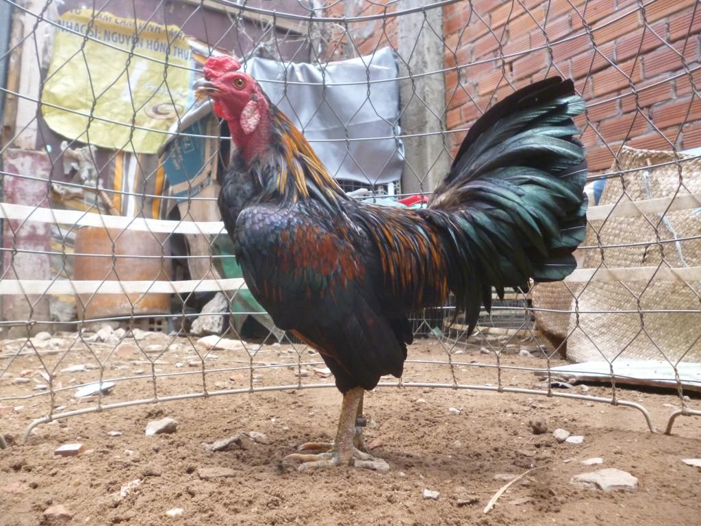 Q8 gà tre lai cho ae đá tiền lớn - 5