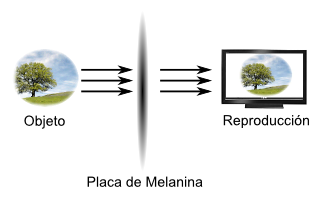La Clorofila Humana y sus potenciales aplicaciones La Clorofila Humana y sus potenciales aplicaciones