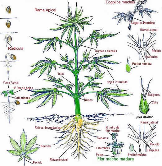 Proyecto de Ley para la legalización de la marihuana Proyecto de Ley para la legalización de la marihuana