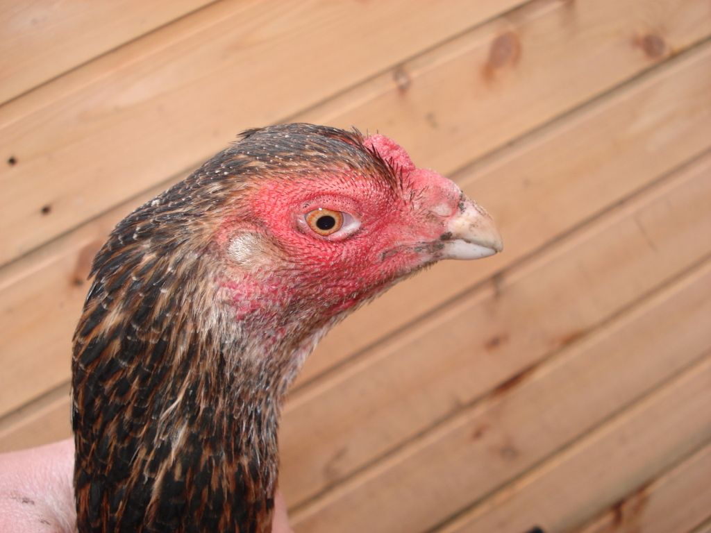 asils-ebayeggs010.jpg