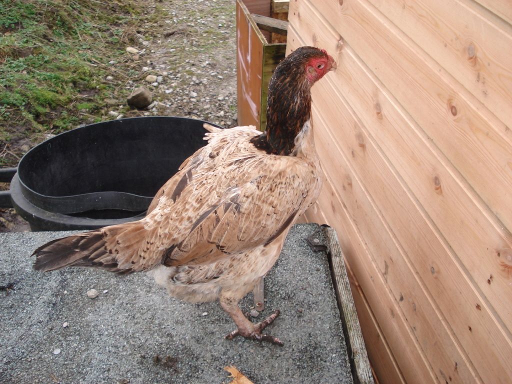asils-ebayeggs011.jpg