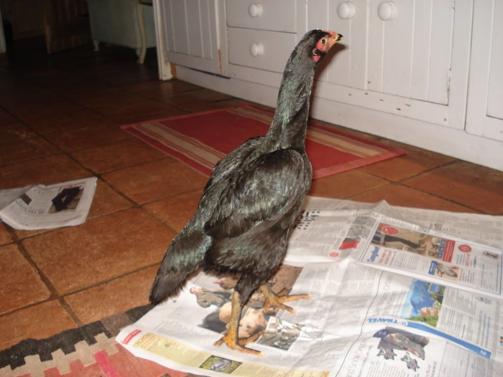 blackpullet001.jpg