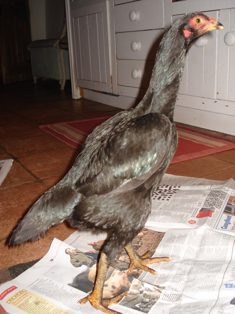 blackpullet002.jpg