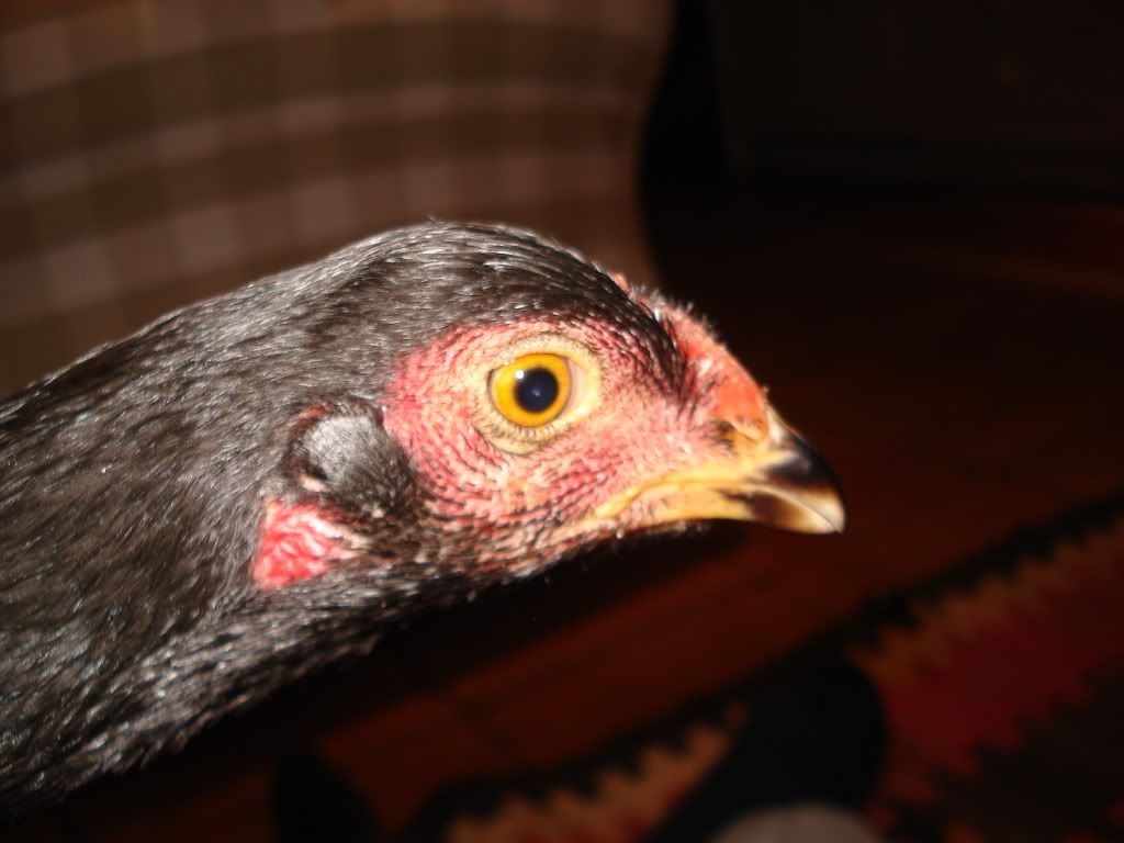 blackpullet003.jpg