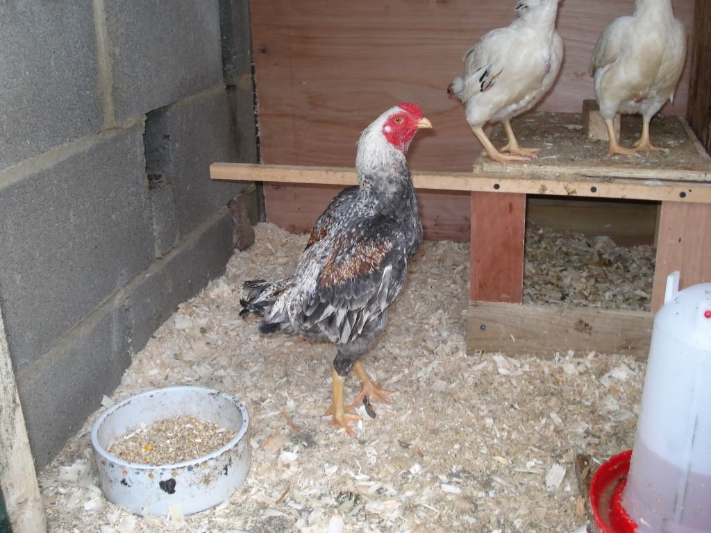 charliesfowl005.jpg