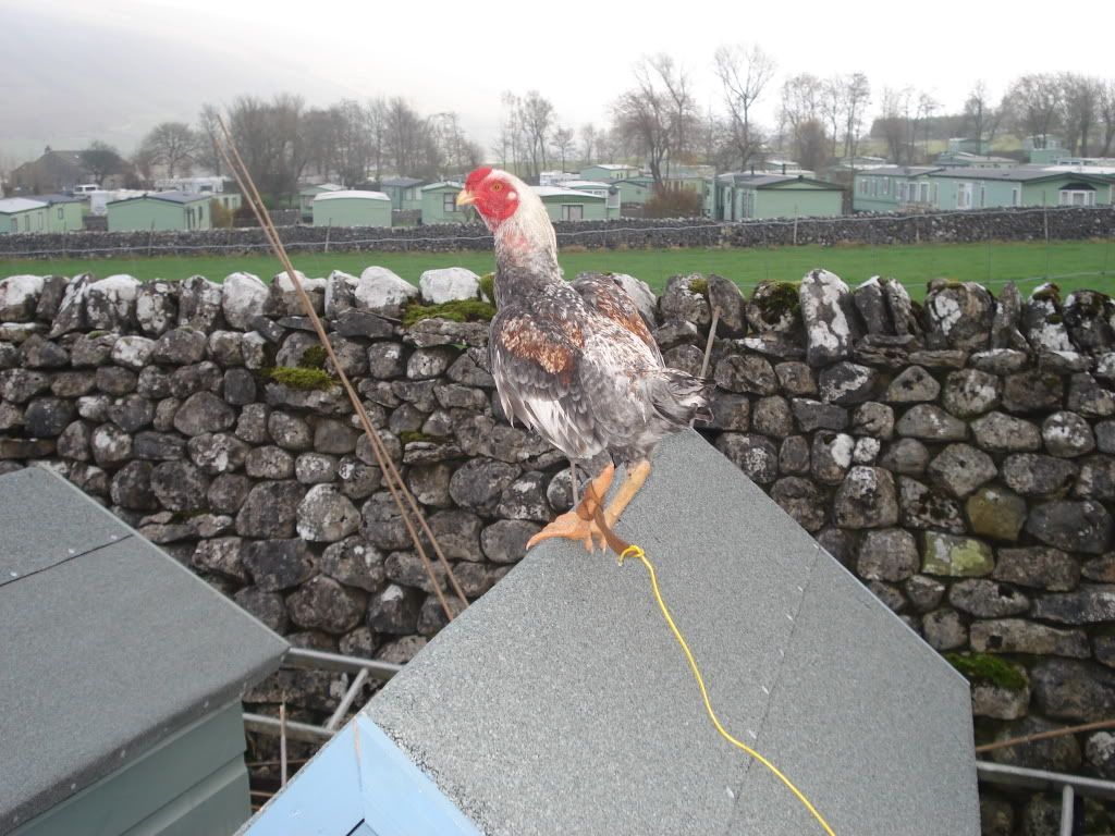 charliesfowl006.jpg