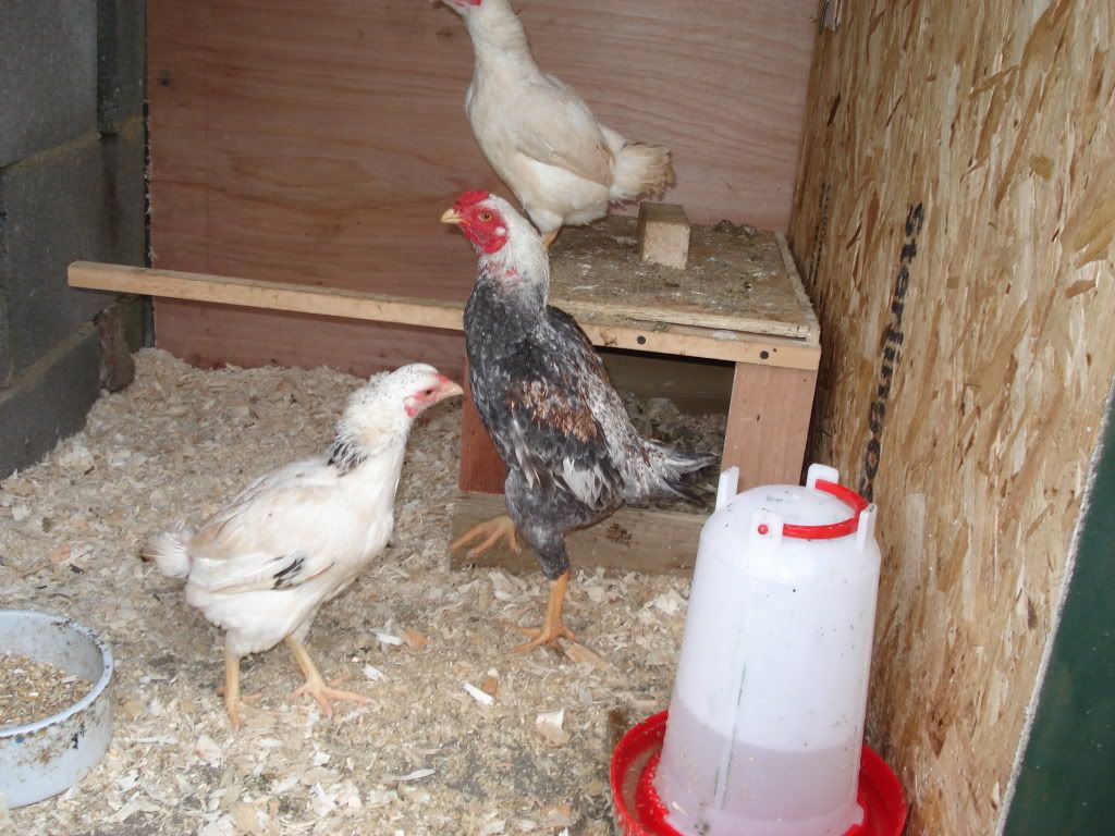 charliesfowl008.jpg