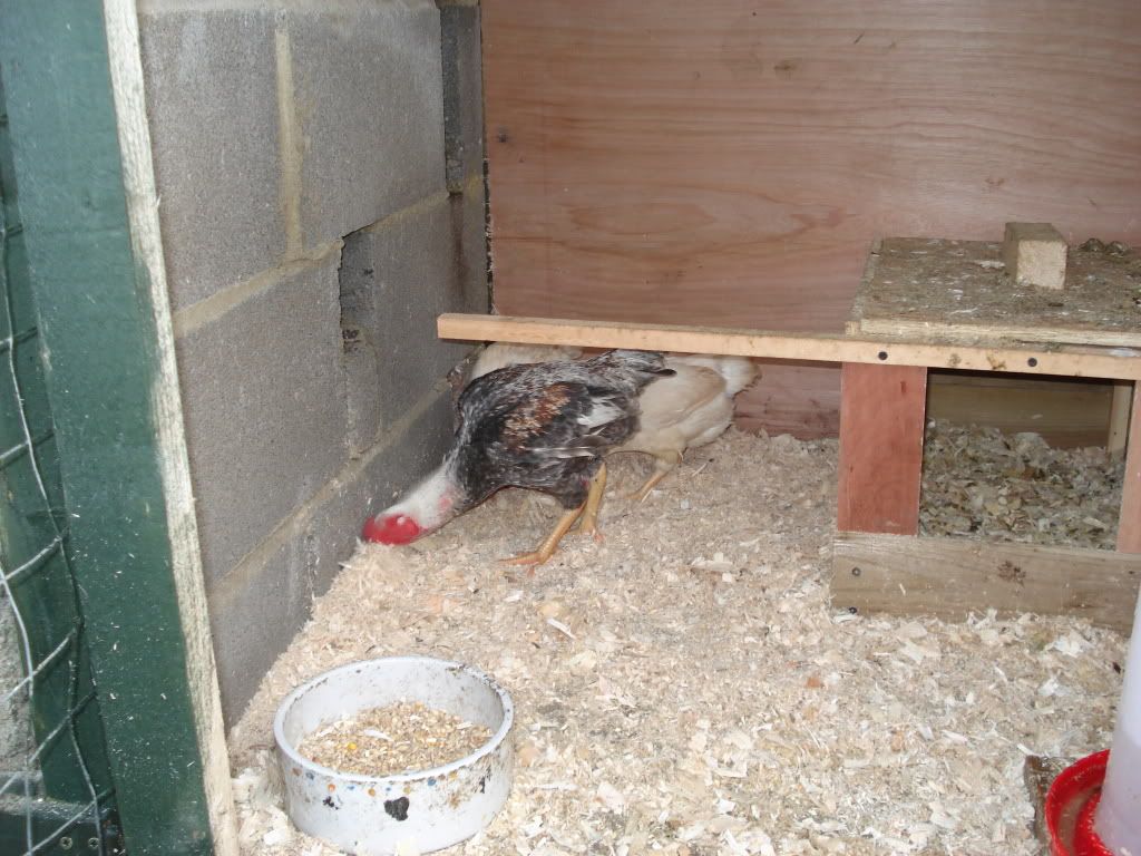 charliesfowl009.jpg