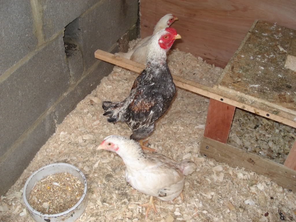 charliesfowl012.jpg
