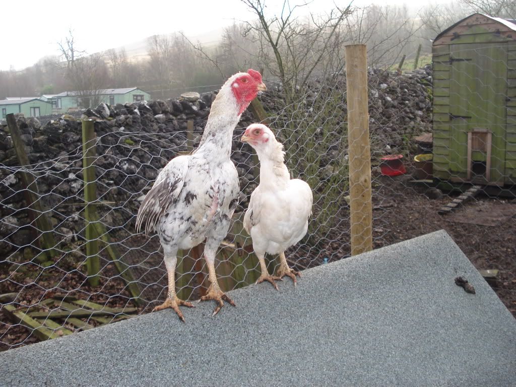 charliesfowl016.jpg