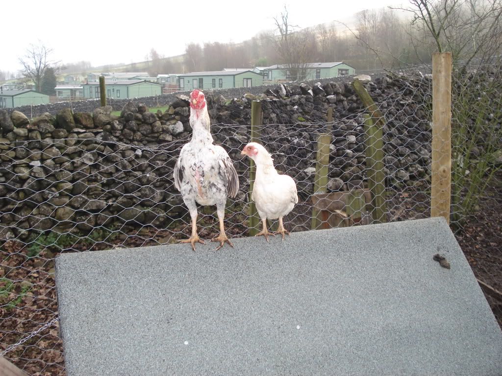 charliesfowl017.jpg