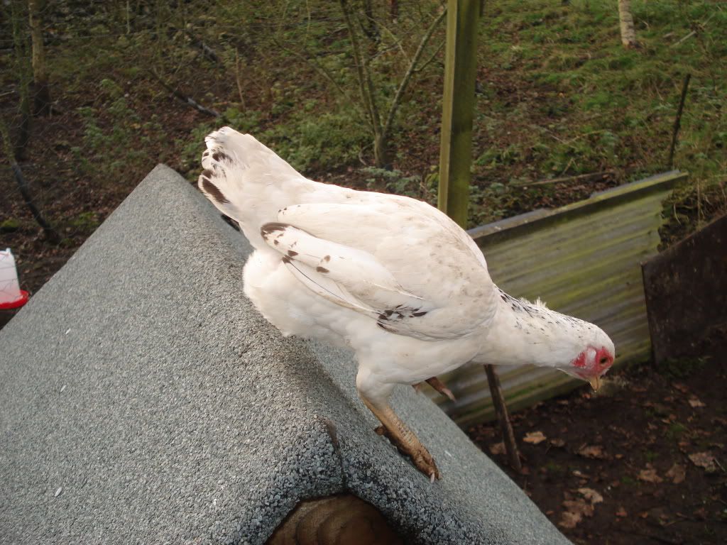 charliesfowl021.jpg