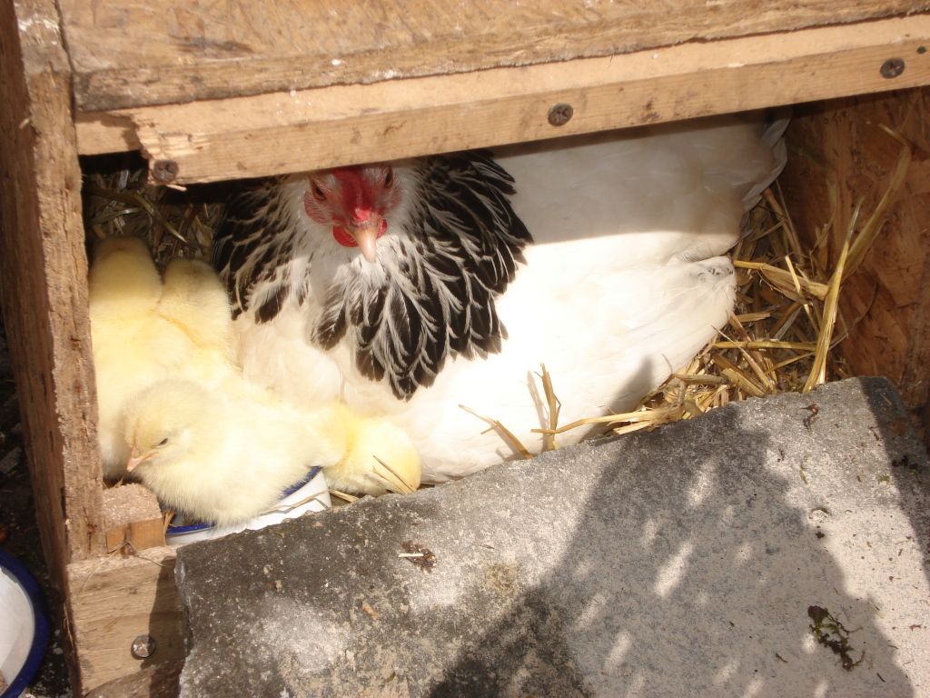 chicksandhens001.jpg