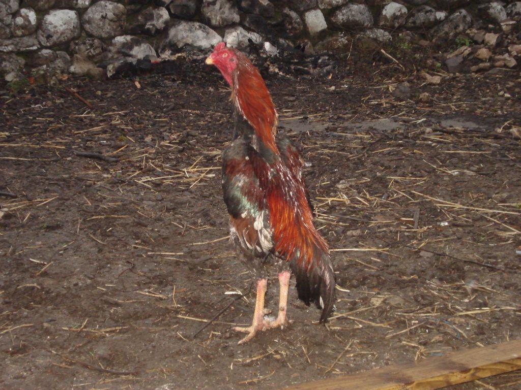 chicksandhens015.jpg