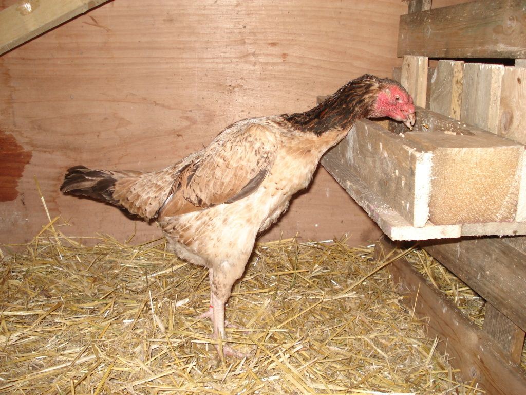 chicksandhens021.jpg