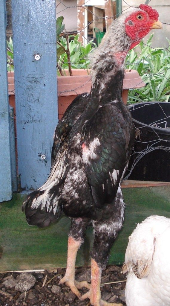 nelly-fowl-pics013.jpg
