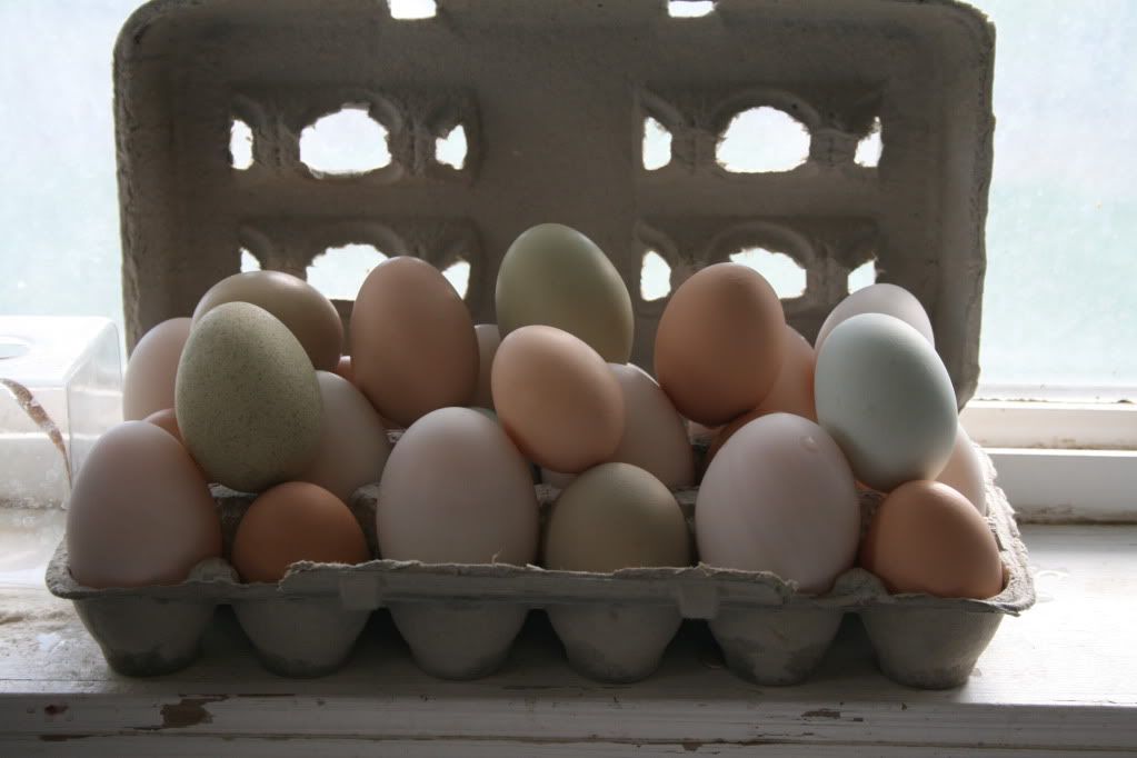 what happens when you cross a brown layer with a blue layer - Poultry