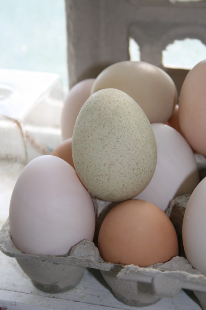 what happens when you cross a brown layer with a blue layer - Poultry