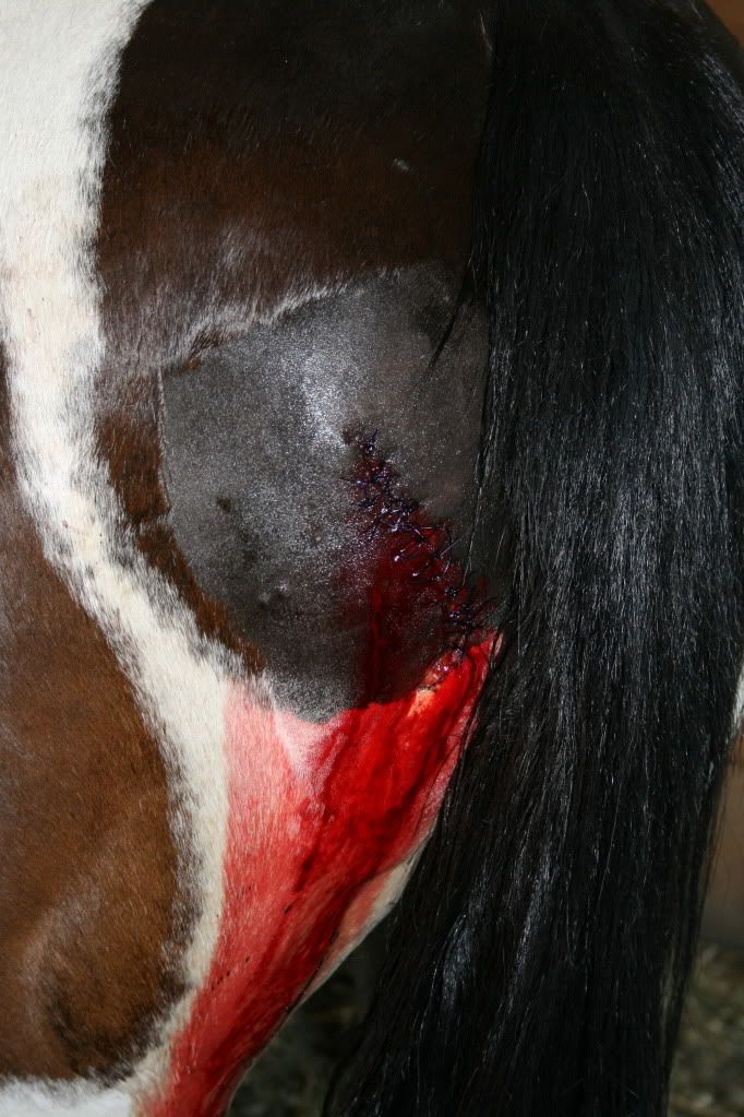 talking about stupid - Equine