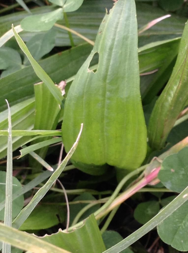 Plant id - Homesteading Questions