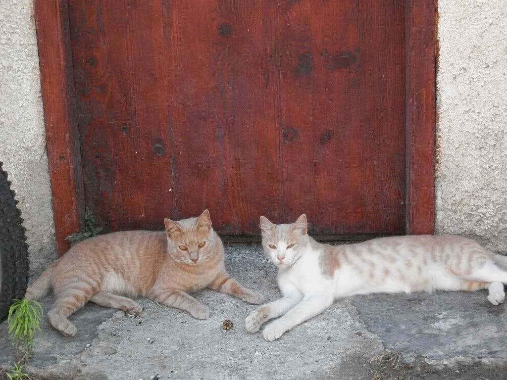 коты