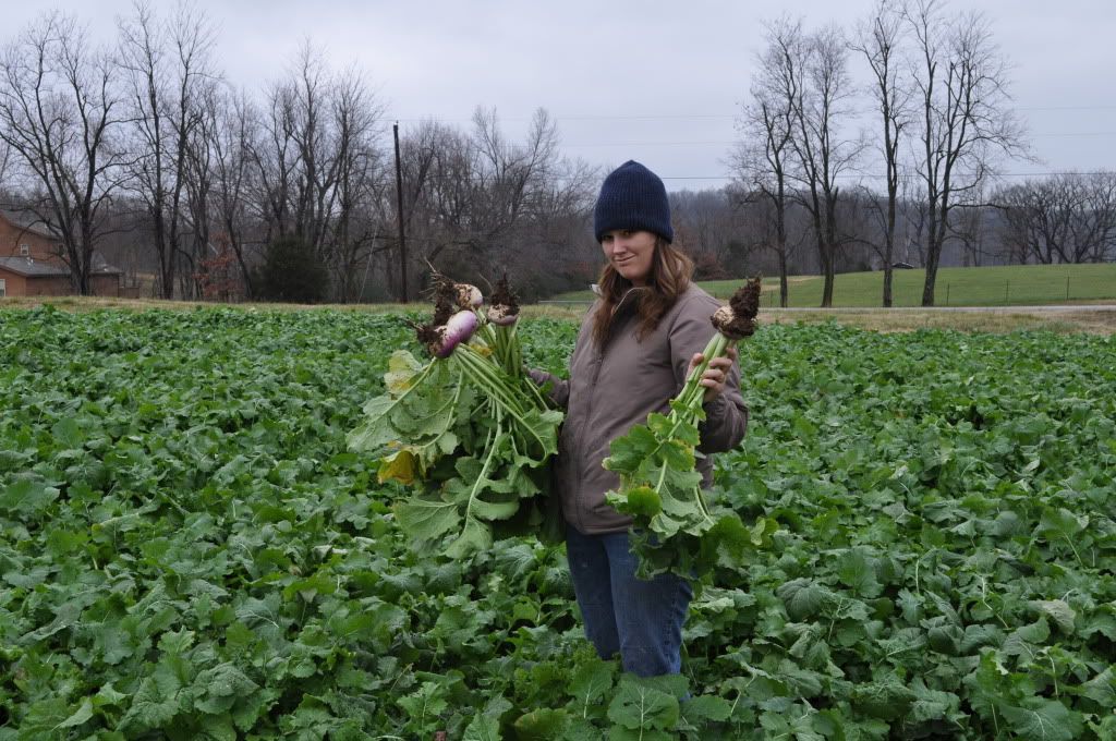 Still picking turnips in February!