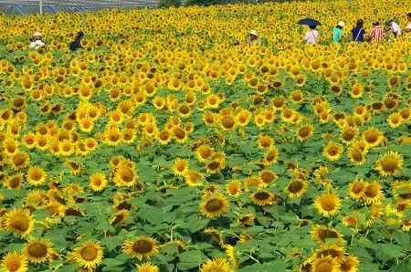 Ngắm hàng triệu ‘mặt trời’ nở rộ tại Hokkaido