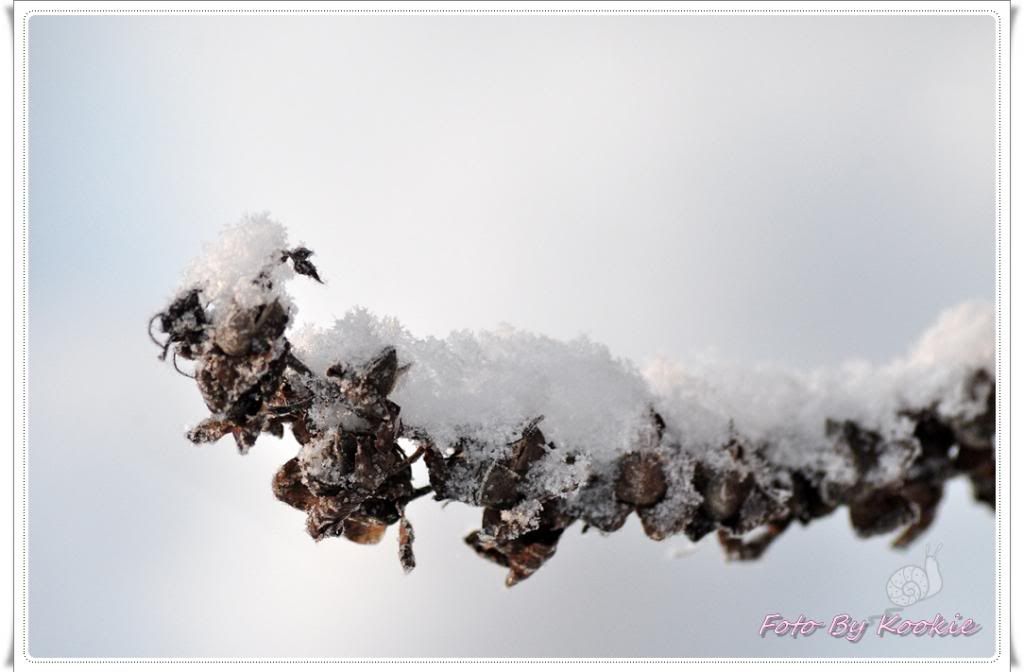 winter photo: Winter flower macro kookie2_zpse7d1186e.jpg