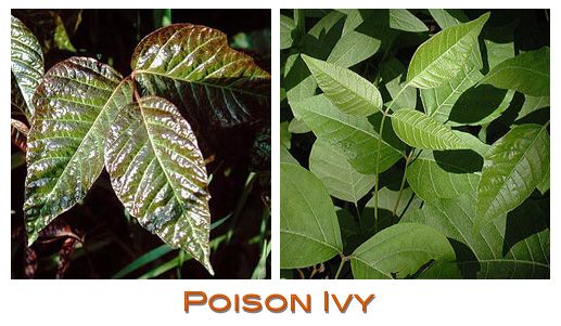 Poison Ivy photo poisonivy_zps8305eace.jpg