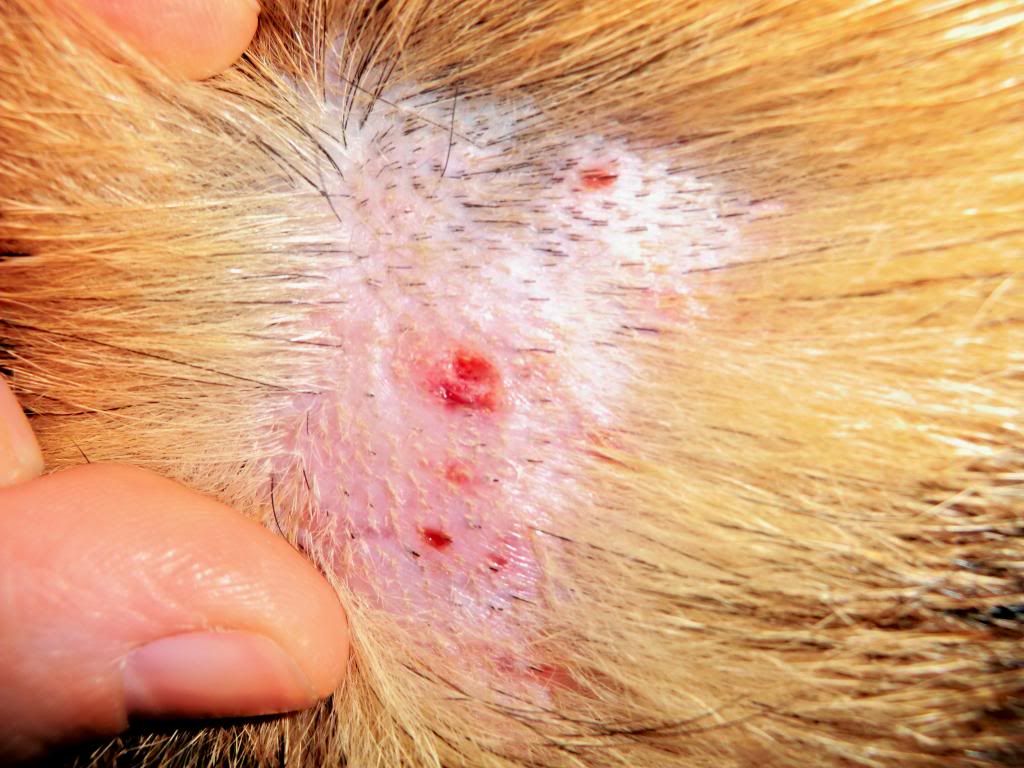 I dont think these are staph infections Golden Retriever Dog Forums