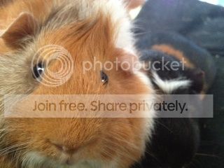 image-3_zpsda32e4e3.jpg