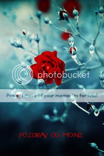 redrosenatureflowerbluemona.jpg